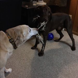 Meet your Posher, Jake